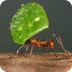 Leaf Cutter Ants 