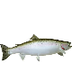 CHINOOK SALMON FACTS