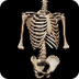 The Human Skeleton 