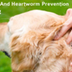 Best Flea, Tick & Heartworm Pr