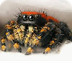 Spider Facts-Kidzone