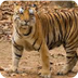 Tiger InfoBook | SeaWorld Park