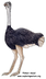 Ostrich - Exploring Nature 