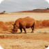 Technology to Protect Rhinos