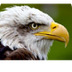 Decorah Eagles - North Nest - 