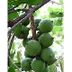 Enfermedades  cultivo macadami