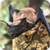 Fun Facts About Bats 