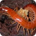 Centipede (Chilopoda) 
