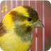 Canary Bird Video 2