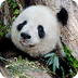 Giant Panda Cam | Smithsonian'