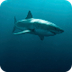 The Shark Trust - Home