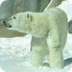 Nikita Polar Bear Cam