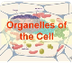 Organelles of the Cell (update
