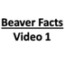 All About Beavers for Children