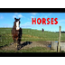 Horses for Kids - Horse Videos