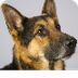 German Shepherd (GSD) Dog Bree