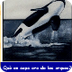 El portal de les orques