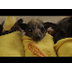 SafeShare.tv - Baby Bat Burrit