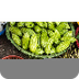 Supreme Health Survey