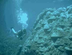 Aquatic Biome