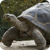 Galápagos Tortoise 