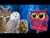 Owls for Kids |  Animals for K
