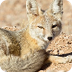 kit fox 