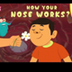 How Your Nose Works? 