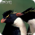 Southern Rockhopper Penguins 