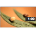 Ladybug Beetle