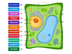 Parts of a Plant Cell - Labell