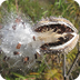 Seed dispersal -- The great es