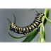 Caterpillar Facts For Kids | C