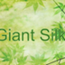 Giant Silk Moth