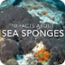 Sea Sponge Facts: 10 facts abo