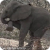 Elephant calf has thorny encou