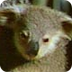 australian-animals