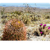 Desert Climate