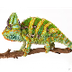 Chameleon Game Touch Typing 