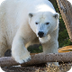 Polar Cam | San Diego Zoo