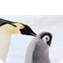 10 Facts About Emperor Penguin