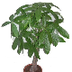 Pachira