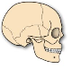 BioDesk - Puzzel schedel
