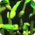 Life cycle bean plant 80 - You