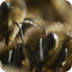 Why are bees vanishing? | Scie