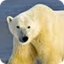 Polar Bear Video