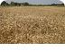 El trigo como cultivo alternat