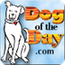 Dog of the Day - Every day a n