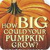 HOW BIG COULD YOUR PUMPKIN GRO