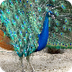 Peafowl/Peacock